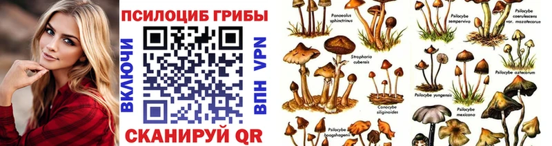 Псилоцибиновые грибы Psilocybine cubensis  дарк нет какой сайт  Новоржев  цены  